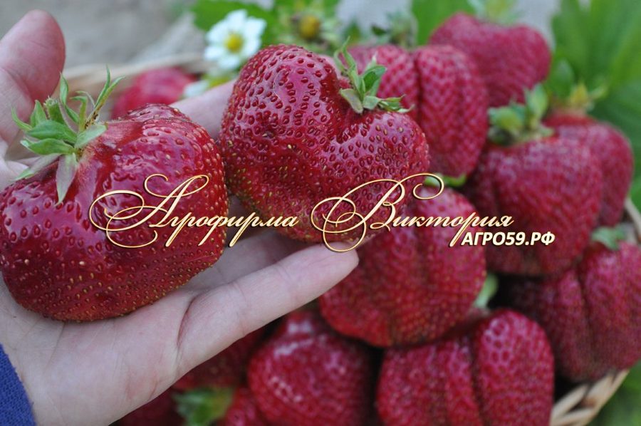 Клубника Цунаки