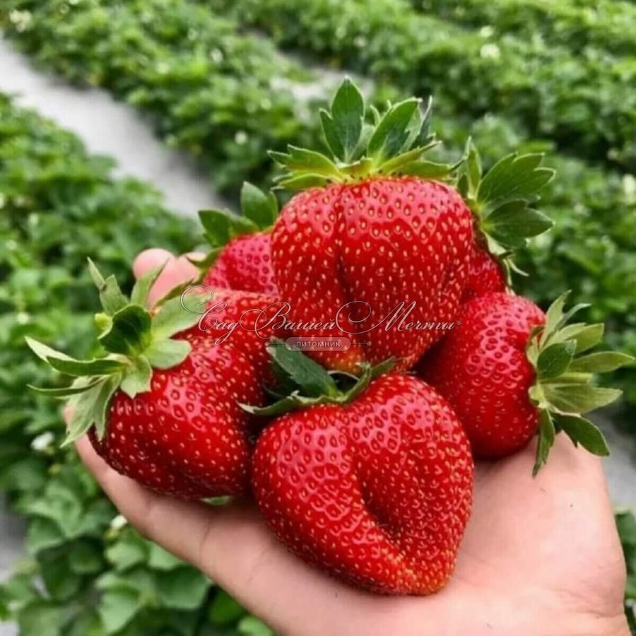 Клубника Дали