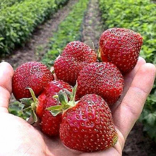 Клубника Дели