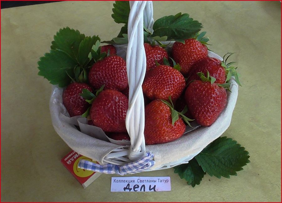 Клубника Дели