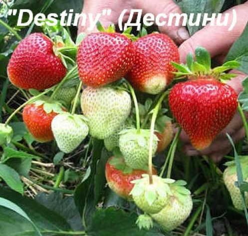 Клубника Дестини