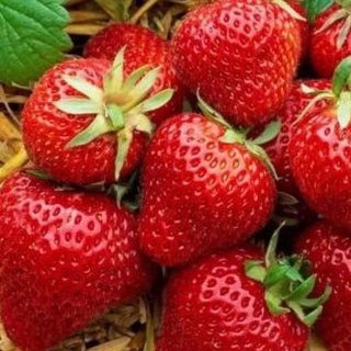 Земляника Диво дивное