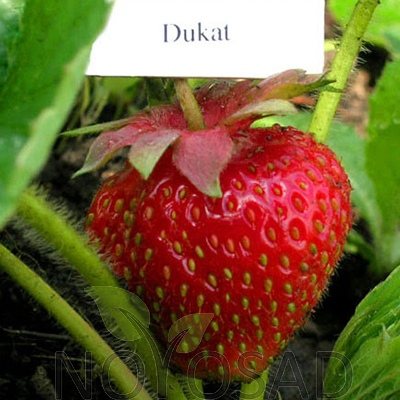 Клубника Дукат
