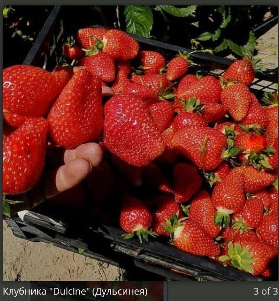 Клубника Дульсинея