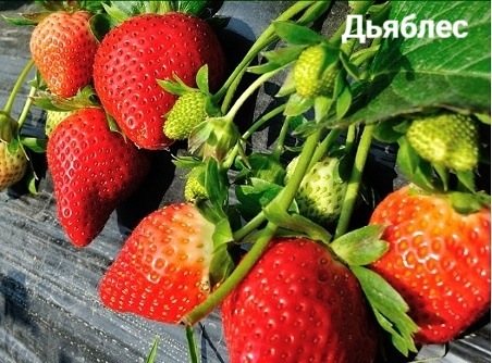 Клубника Дьяблес