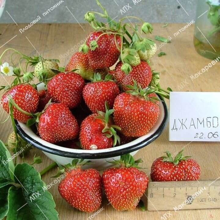 Клубника Джамбо
