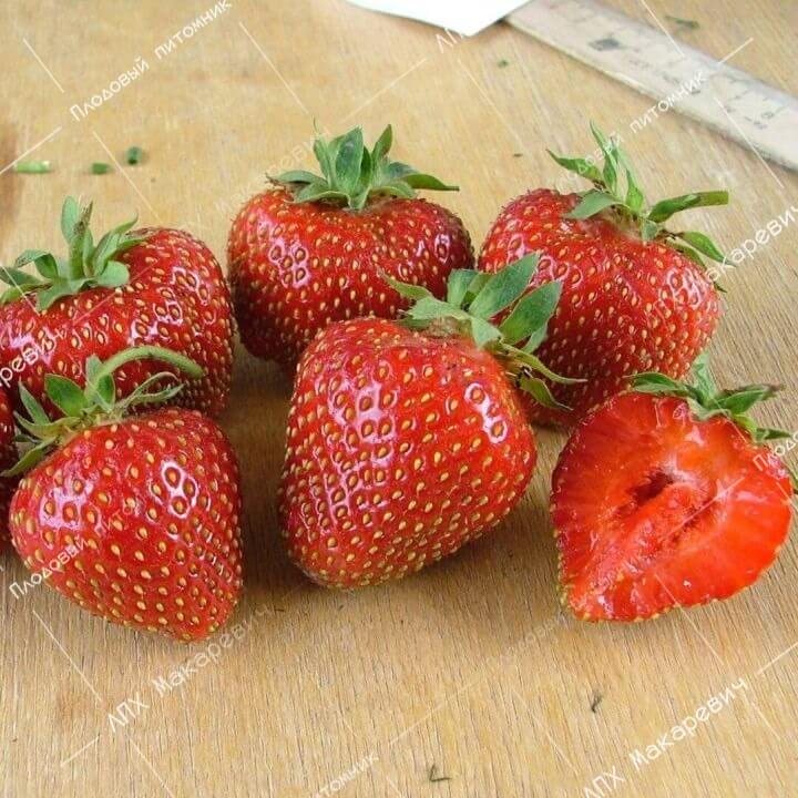 Клубника Джамбо