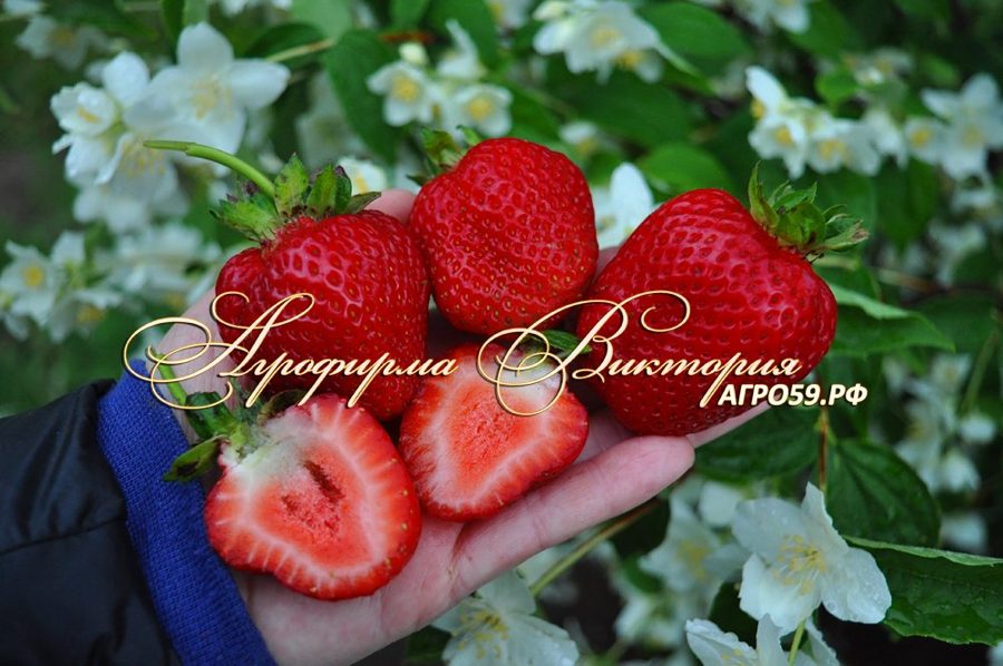 Клубника Джоли