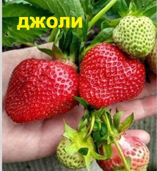 Клубника Джоли
