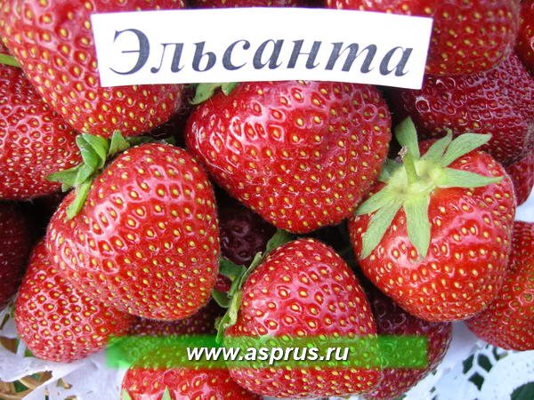 Клубника Эльсанта