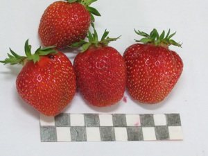 Клубника Емеля