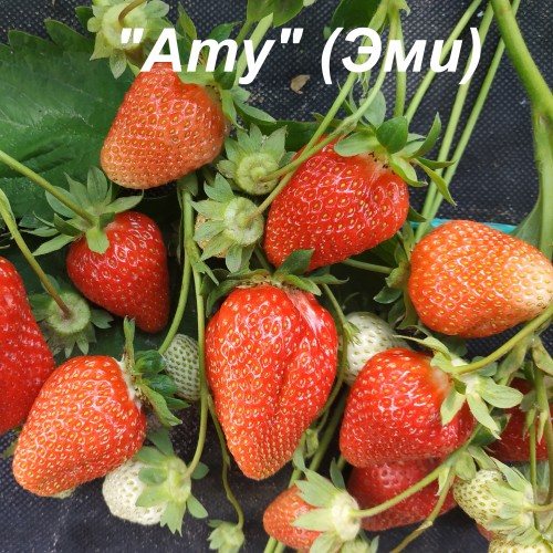 Клубника Эми