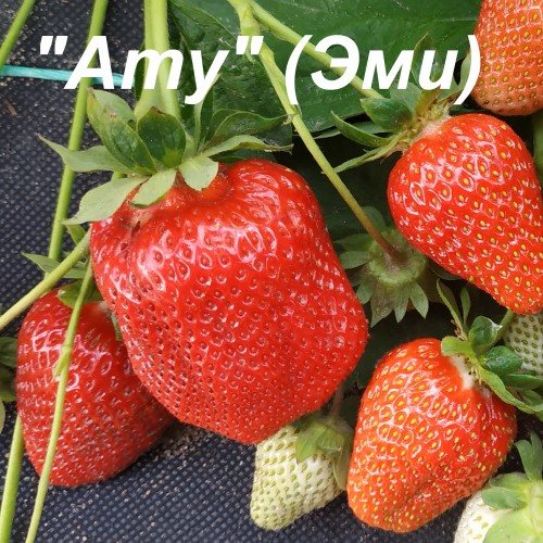 Клубника Эми