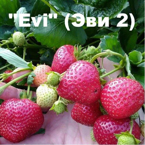 Клубника Эви 2