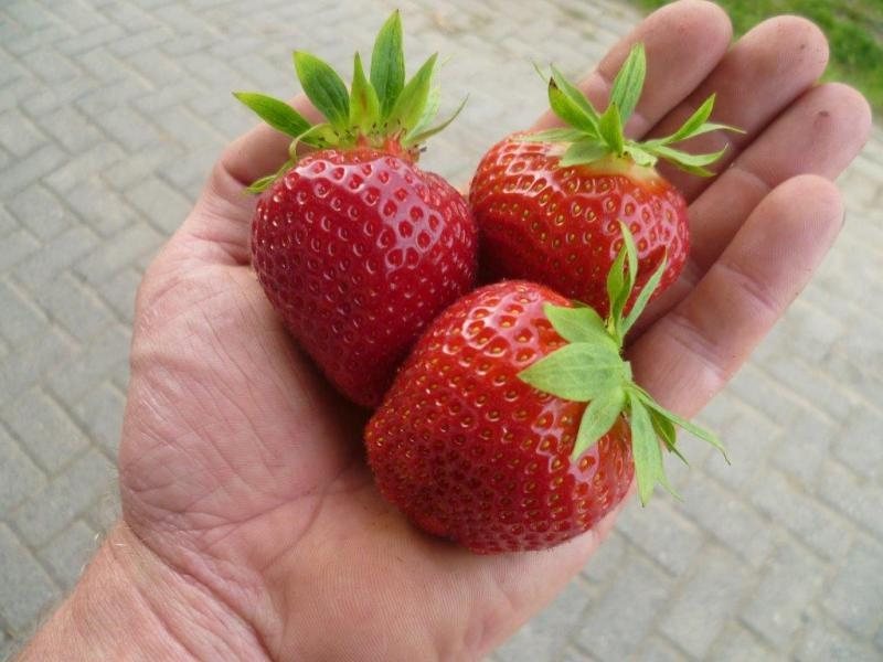 Клубника Эвис Делайт