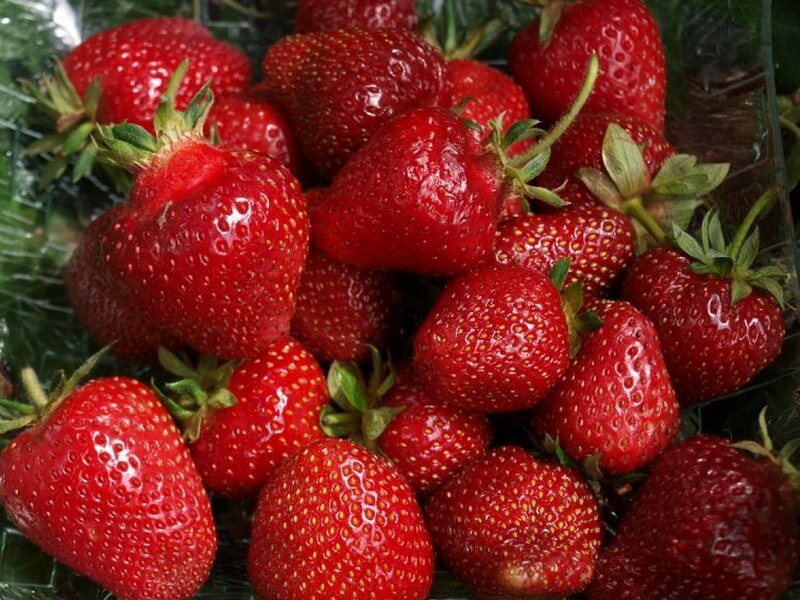 Клубника Фалко