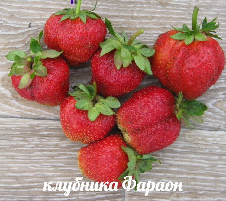 Клубника Фараон
