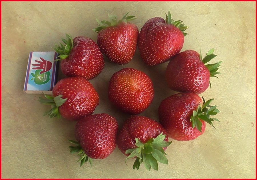 Клубника Фейт