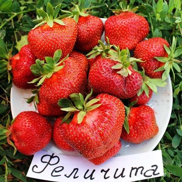 Клубника Феличита