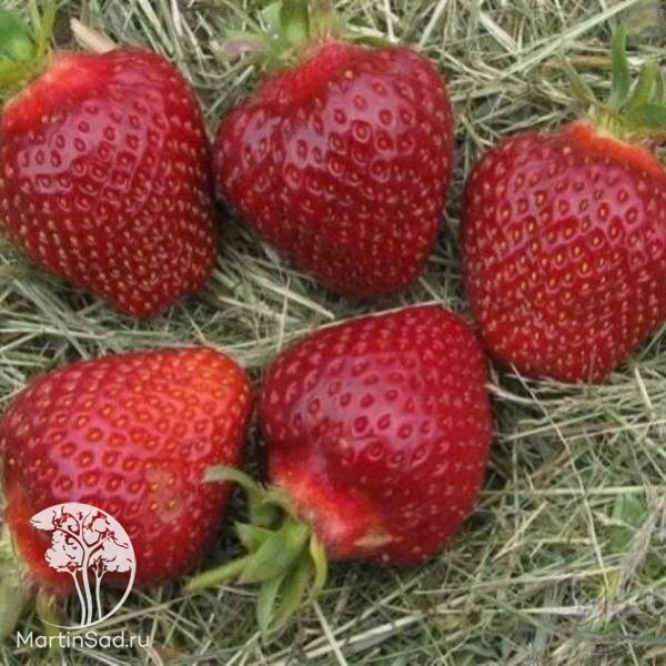 Клубника Фернандо
