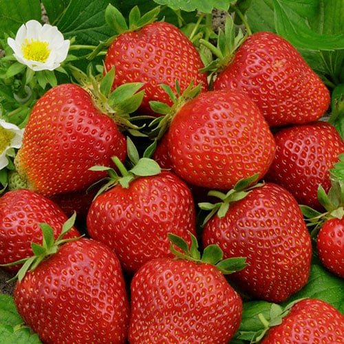Клубника Фестивальная Ромашка