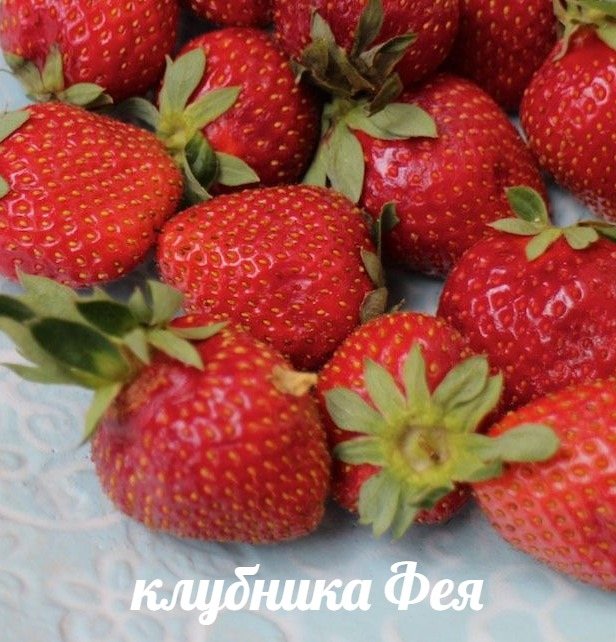 Земляника Фея