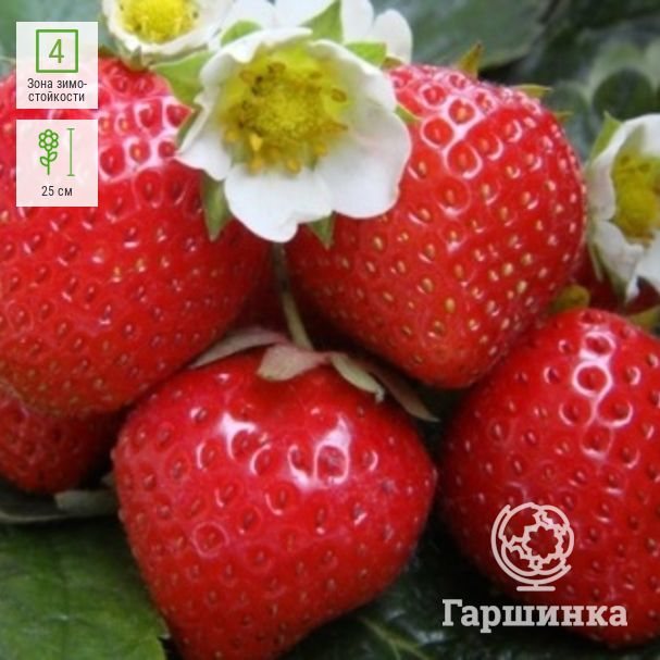 Клубника Фигаро