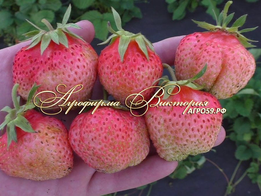 Клубника Финская розовая
