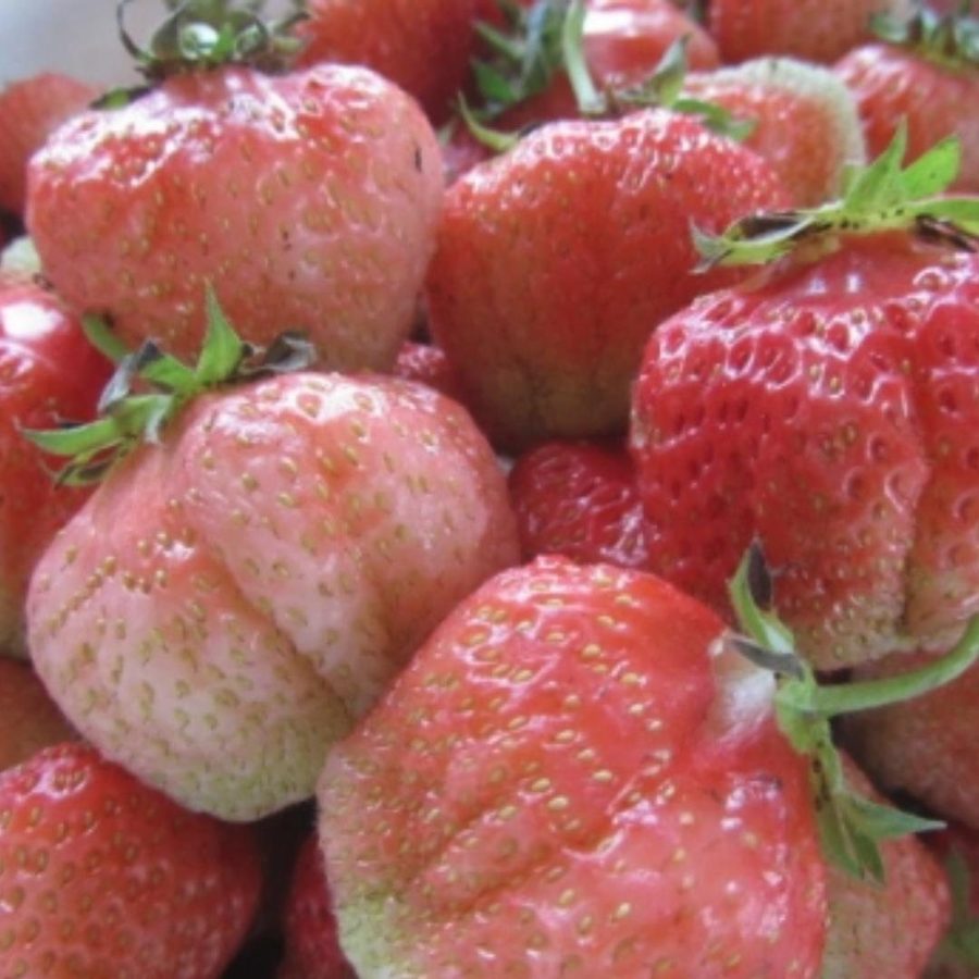 Клубника Финская розовая