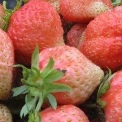 Клубника Финская розовая