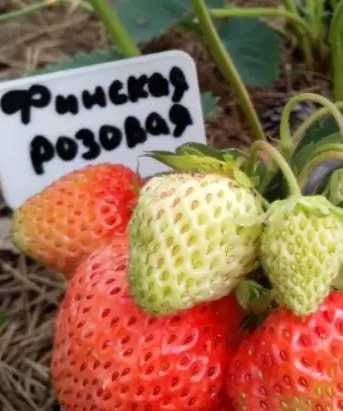 Клубника Финская розовая