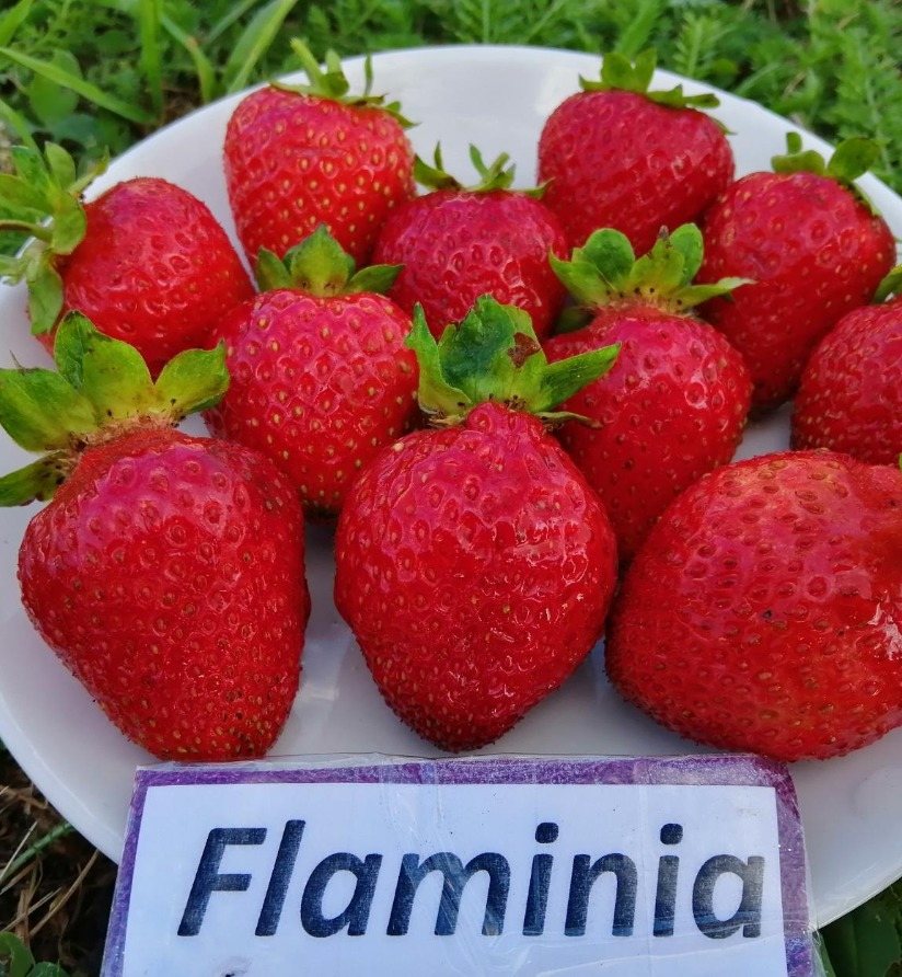 Клубника Фламиния
