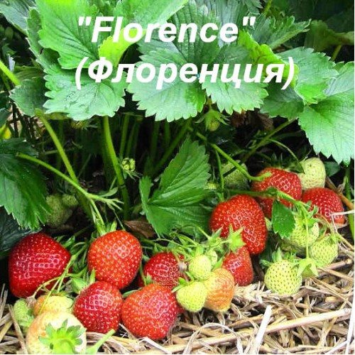 Клубника Флоренс (Флоренция)