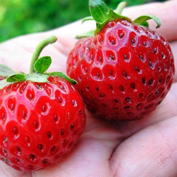 Клубника Фрамберри