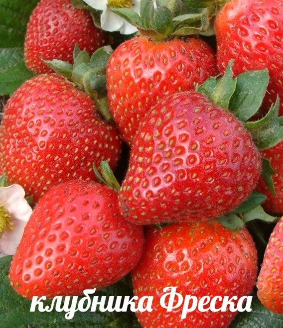 Земляника Фреска