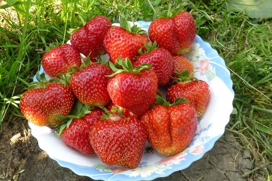 Клубника Галя Чив