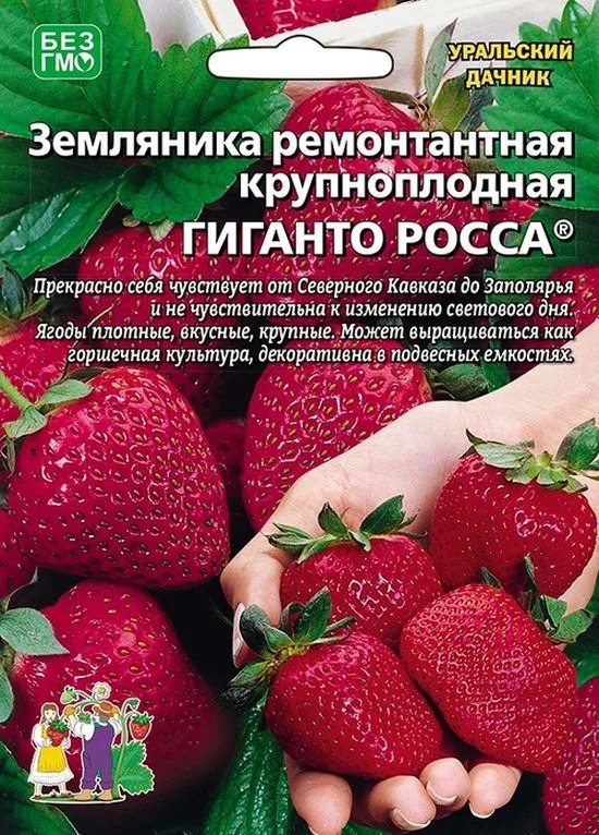 Земляника Гиганто Росса