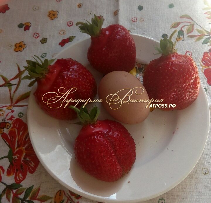 Клубника Гигантский Деликатес