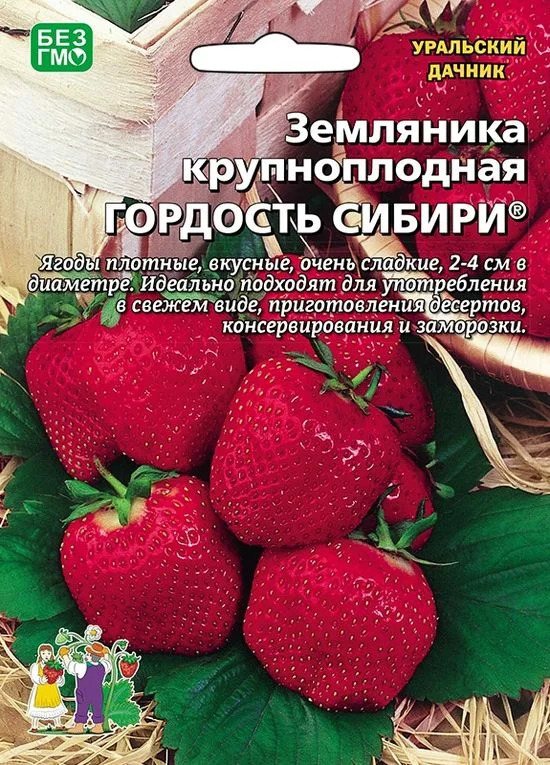 Земляника Гордость Сибири крупноплодная
