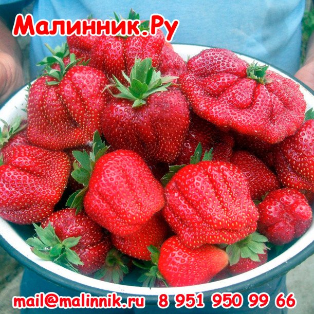 Клубника Гребешок