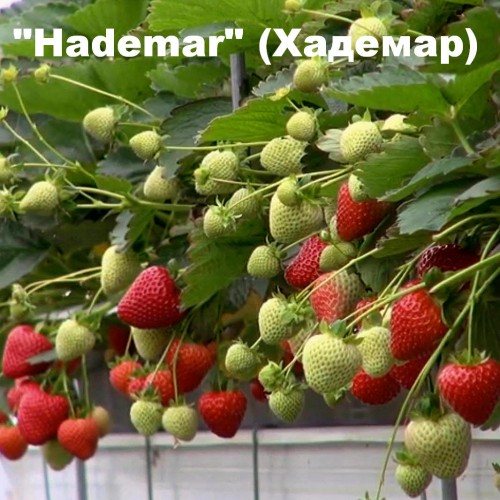 Клубника Хадемар
