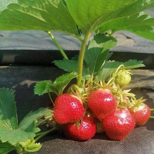 Клубника Хатти