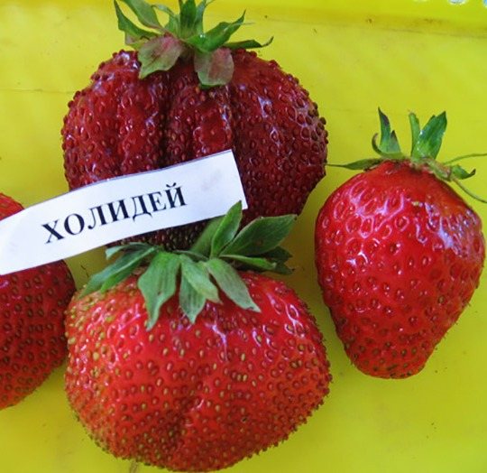 Земляника Холидей