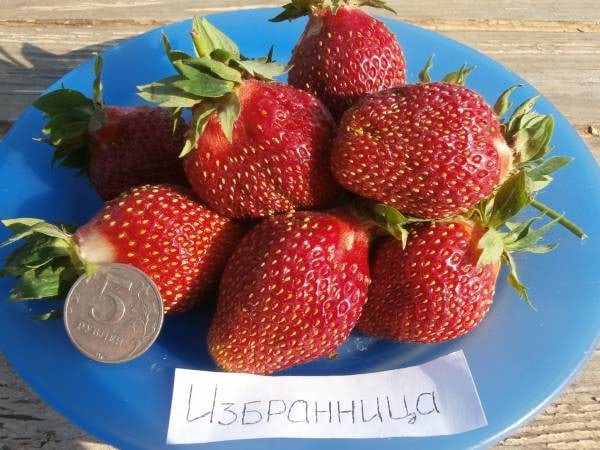 Клубника Избранница