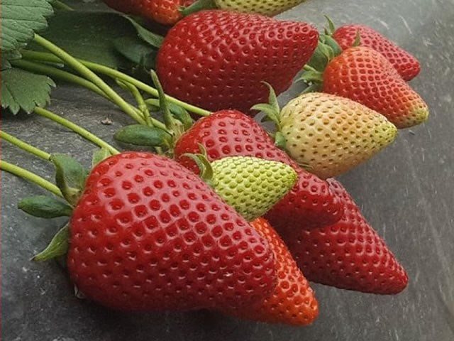 Клубника Кальдерон