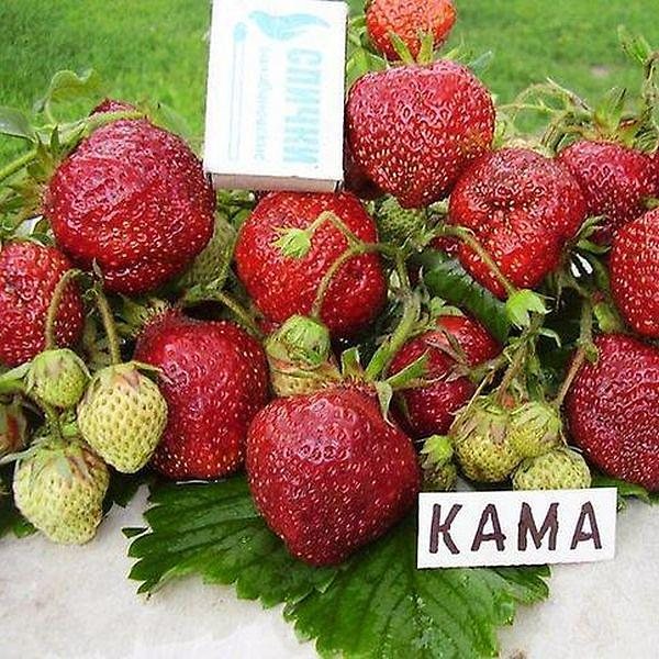 Клубника Кама