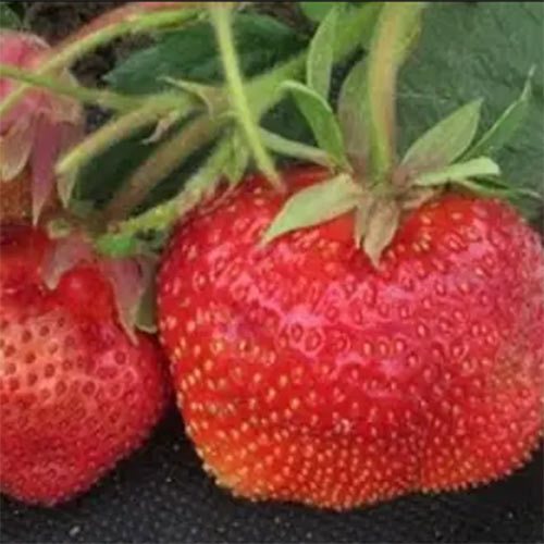 Клубника Камрад Победитель