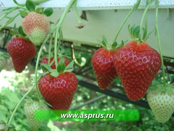 Клубника Капри