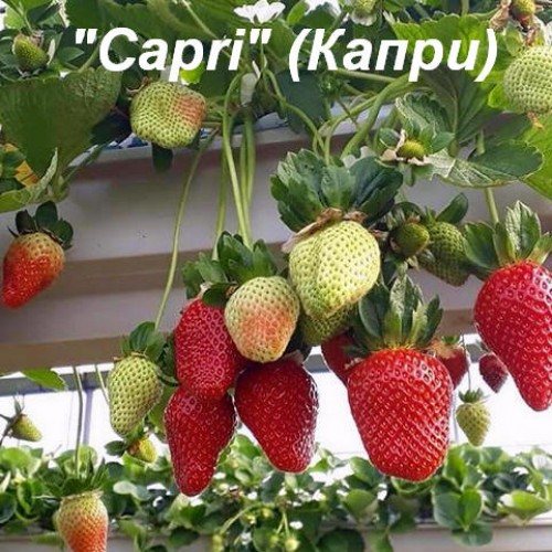 Клубника Капри