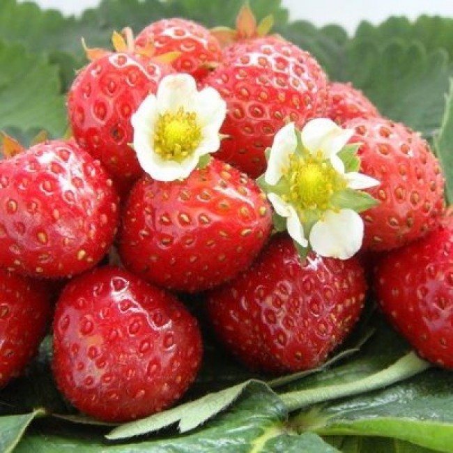 Клубника Каскад
